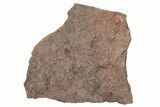 Ordovician Trilobite Mortality Plate (Pos/Neg) - Morocco #267479-1